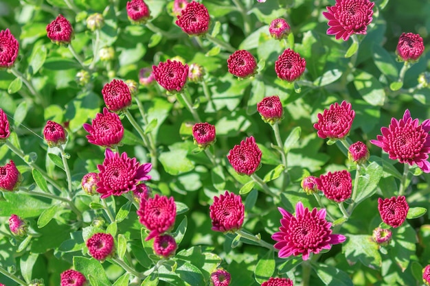 赤い菊のお母さんの花とつぼみ。