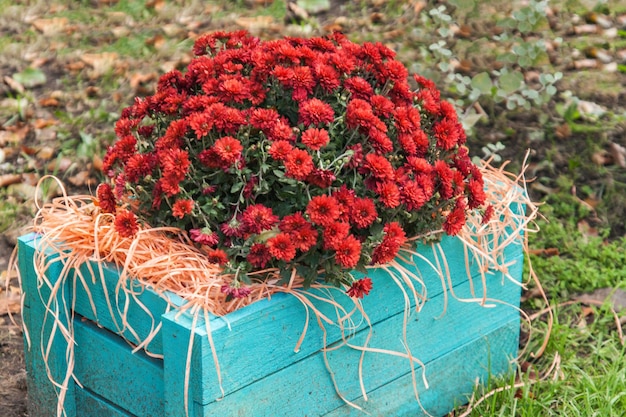 Red chrysanthemums in a blue wooden box in the garden