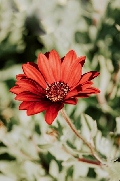 Red chrysanthemums on a blurry background closeup Beautiful chrysanthemums bloom in autumn in the garden