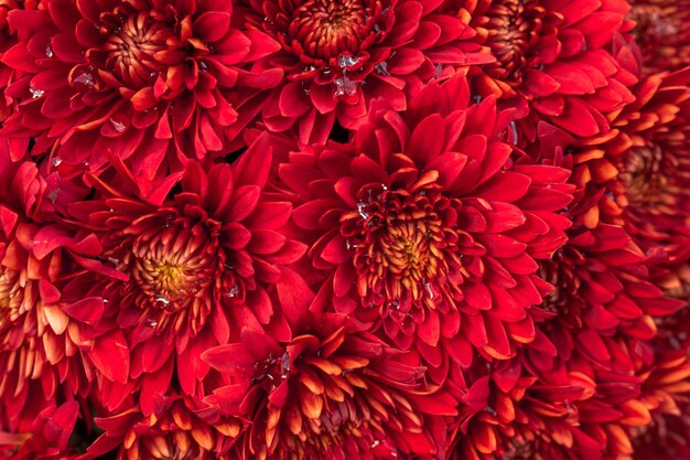 Red chrysanthemums in full bloom