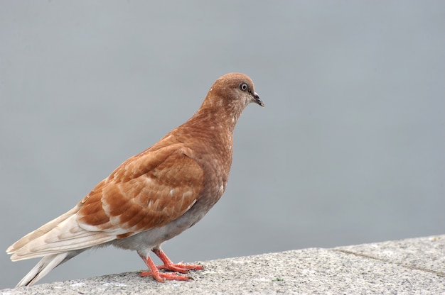 Red city pigeon standing