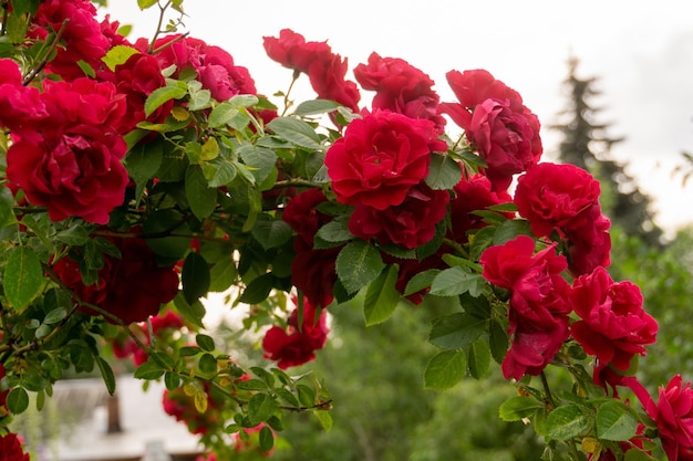 Red climbing rose bush