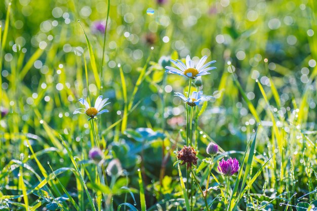 Red clover flowers on the field