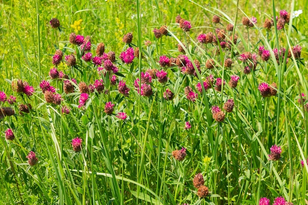 牧草地のレッドクローバーの花レッドクローバーのクローズアップ