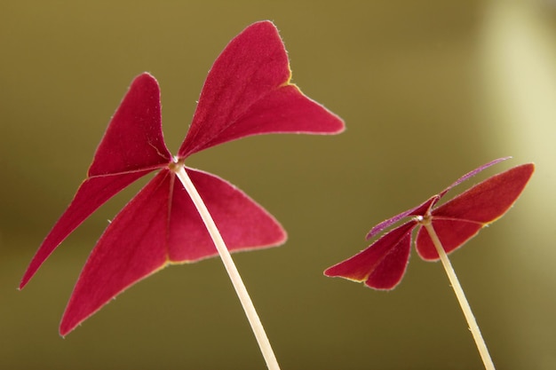 Foto trifoglio rosso oxalis triangularis