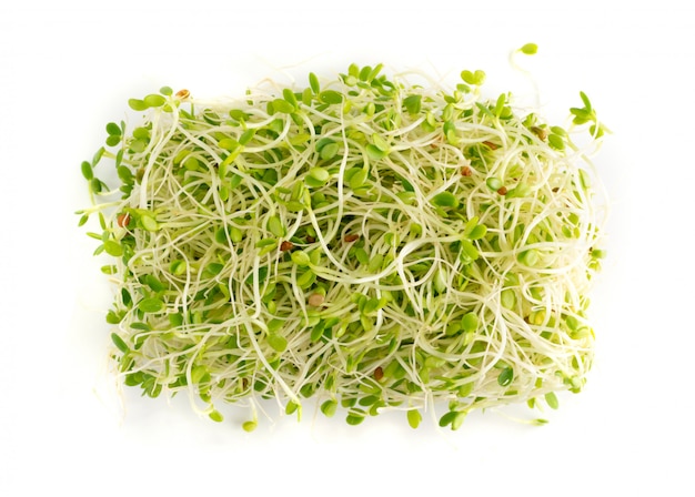 Red clover sprouts isolated