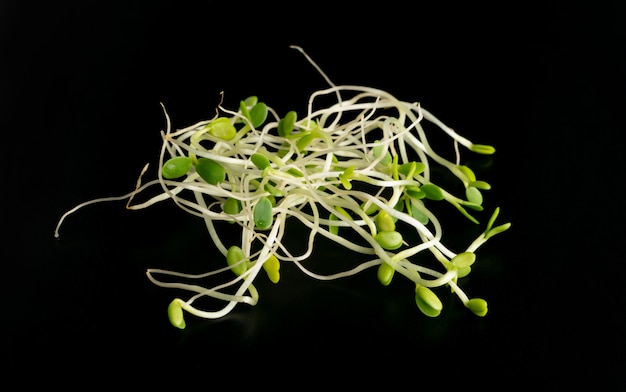 Red Clover Sprouts or Micro Green