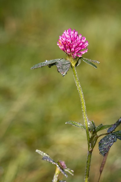 Red Clover