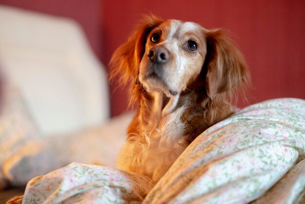 Red cocker spaniel on the bed