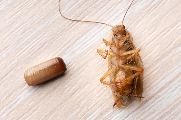 Red cockroach lying on its back near a cockroachs egg