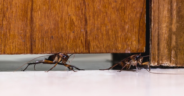 Red cockroach passing through door insect invading house cockroach infestation indoors