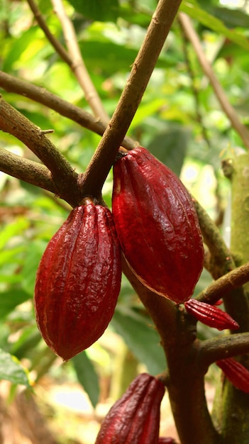 Красный стручок какао на дереве в поле. Какао (Theobroma cacao L.) — культивируемое дерево на плантациях.