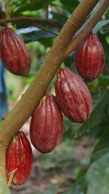 Красный стручок какао на дереве в поле Cocoa Theobroma cacao L - культивируемое дерево на плантациях