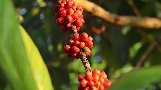 Red coffee bean cherries on the branches and ripe so they are\
ready to be harvested. coffee fruit.