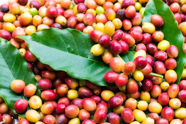 Red coffee beans