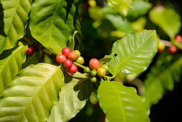 焦点がぼけた緑の葉の背景とクローズアップで植物の赤いコーヒーベリー