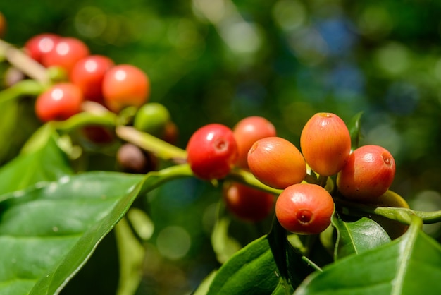 Defocused 녹색 단풍 배경 가까이에 공장에 빨간 커피 열매