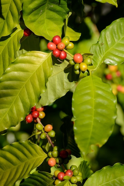 Bacche di caffè rosse sulla pianta in primo piano con sfondo verde sfocato del fogliame