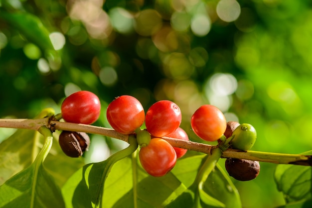 Defocused 녹색 단풍 배경 가까이에 공장에 빨간 커피 열매