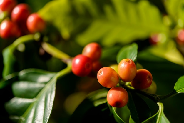 青い空を背景にクローズアップで植物の赤いコーヒーベリー