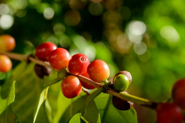 Bacche di caffè rosse sulla pianta in primo piano con sfondo blu cielo