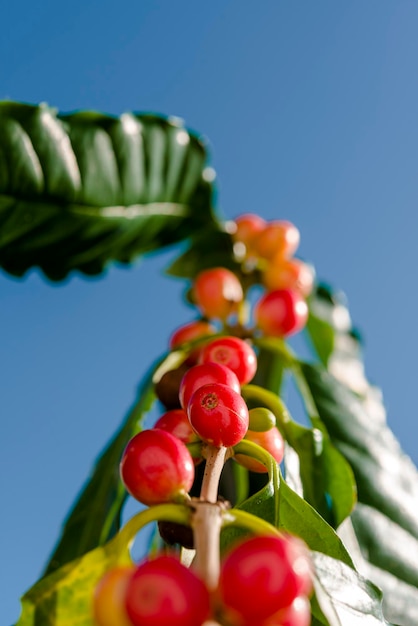 Red coffee berries on plant in closeup with blue sky background