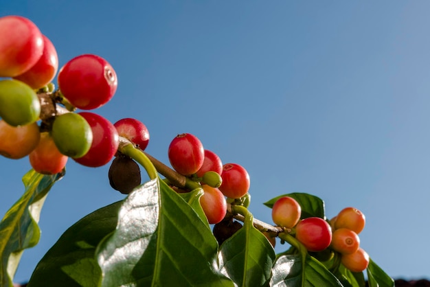 Bacche di caffè rosse sulla pianta in primo piano con sfondo blu cielo