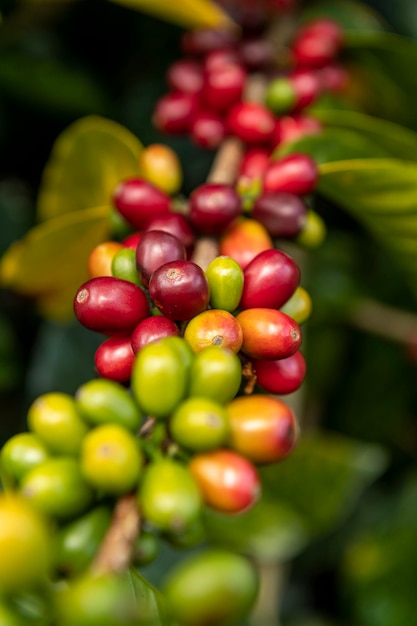 Red coffee cherries on tree branch in coffee plantation on Chiriqui mountains Panama Central America