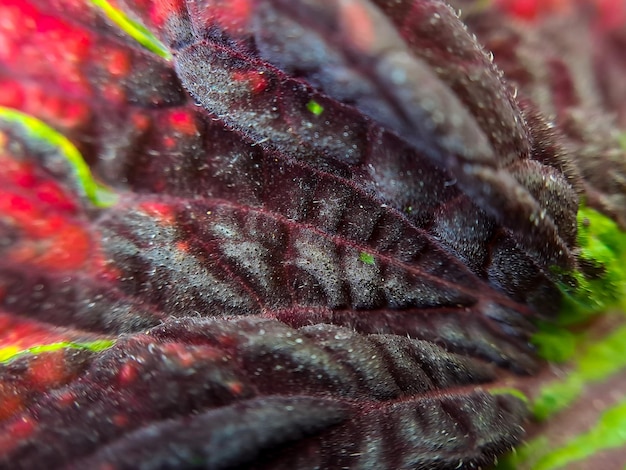 Photo red coleus texture with red stalks suitable for background