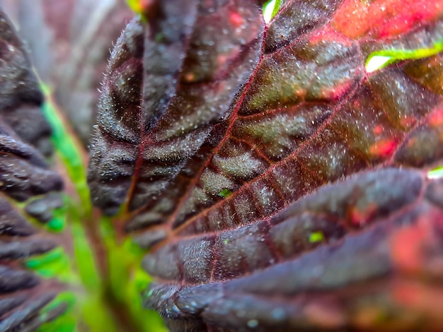 Photo red coleus texture with red stalks suitable for background