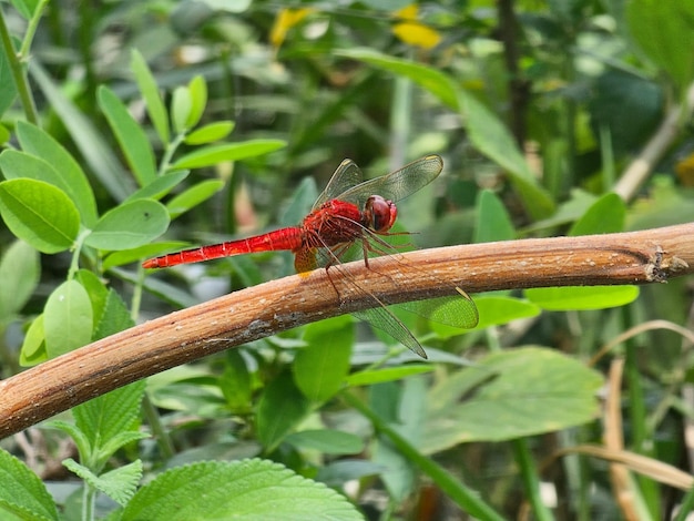 A red color dragonfly sits on a plant