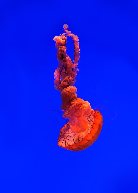 Photo red color jelly fish