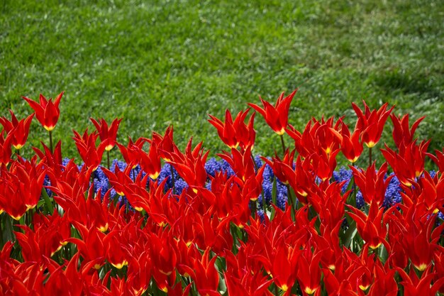 Red color tulip flowers bloom in the garden