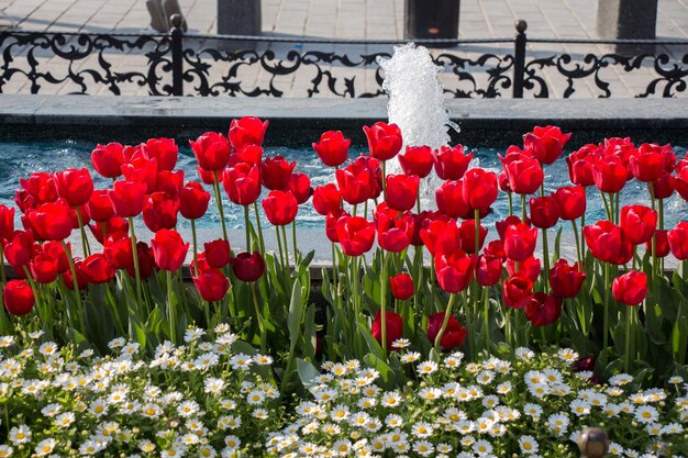 庭の赤い色のチューリップの花