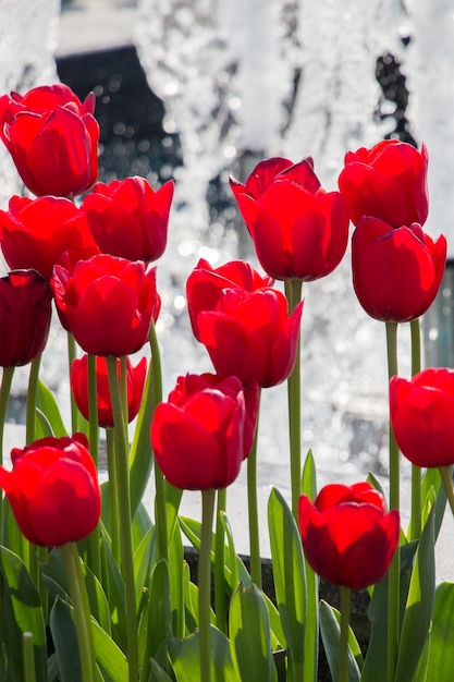 庭の赤い色のチューリップの花