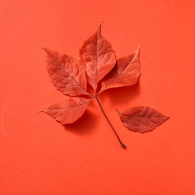 柔らかい影、平らな横たわった赤い色の秋のブドウの葉