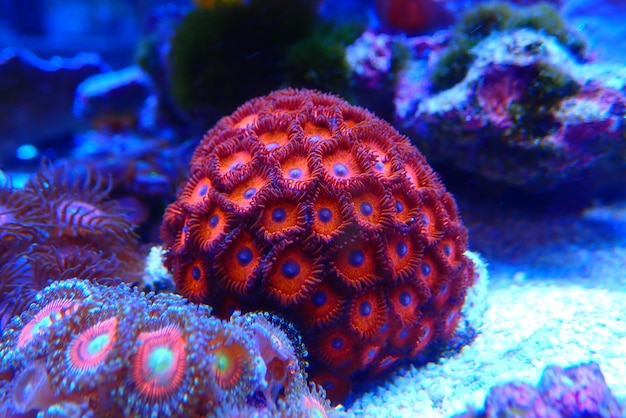 A red colored zoanthids polyps