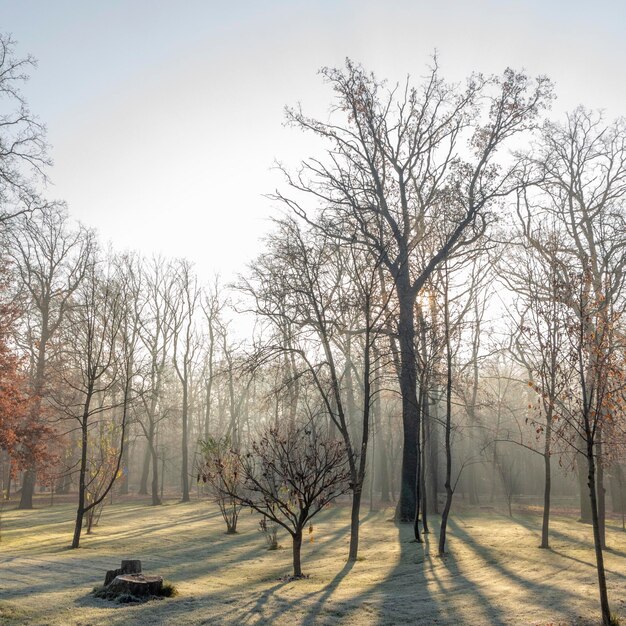 Red and colorful autumn colors in the beech forest in the fog