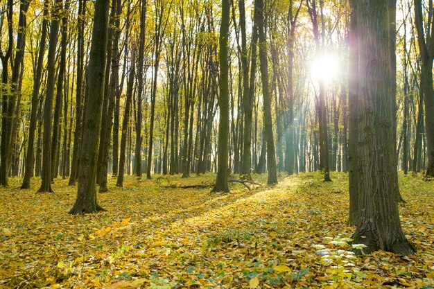 Red and colorful autumn colors in the forest