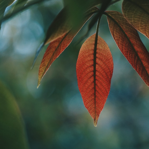      red and colorful tree leaves in the nature in summer     