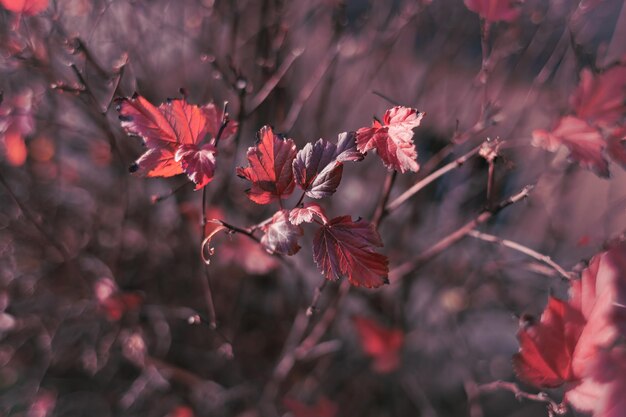 Red colors of autumn. Leaves on the bush. Sunny day. Autumn nature. The rustle of dry leaves.