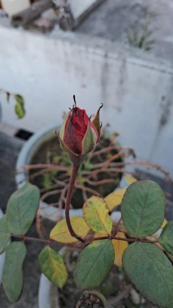 Photo red coloured rose bud so beautyful