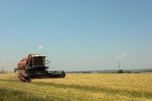 Red combine harvester in barley field.