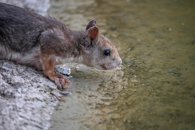 Photo the red or common squirrel is a species of sciuromorph rodent in the family sciuridae.