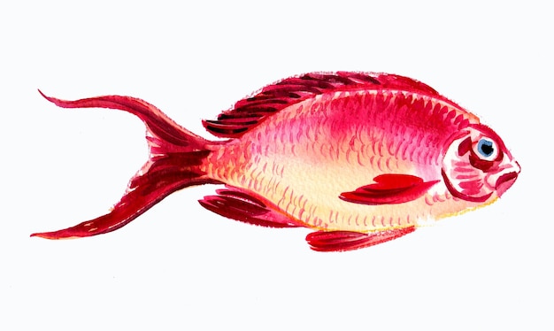 Red coral fish. Ink and watercolor drawing