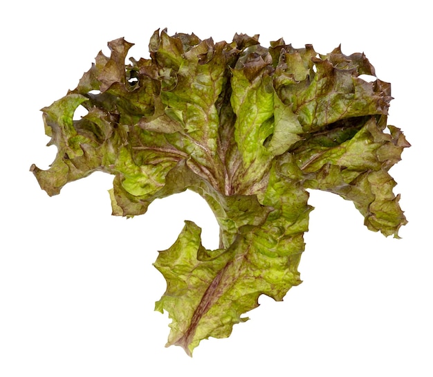 Photo red coral fresh lettuce leaves isolated on white background