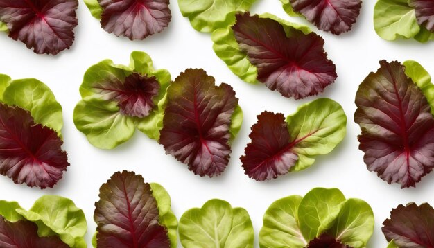 Photo red coral lettuce on white background green leaves pattern salad ingredient