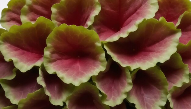 red coral lettuce on white background Green leaves pattern Salad ingredient