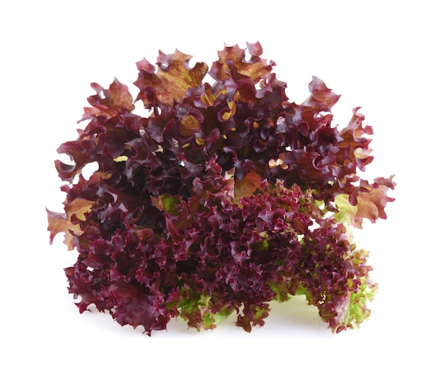 Foto insalata di corallo rosso o lattuga isolata sullo sfondo bianco