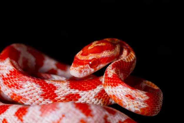 Photo red corn snake